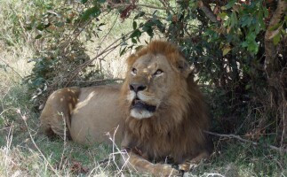 Kenyan Wildlife and Scenic Safari