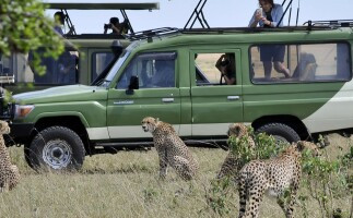 Migration Safari to Maasai Mara