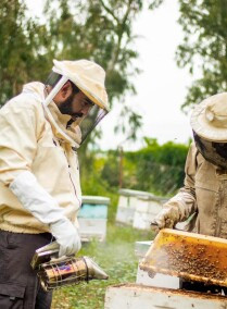 Beekeeping with Al-Arabiyat Brothers - AlShammar Honey