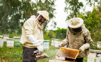 Beekeeping with Al-Arabiyat Brothers - AlShammar Honey