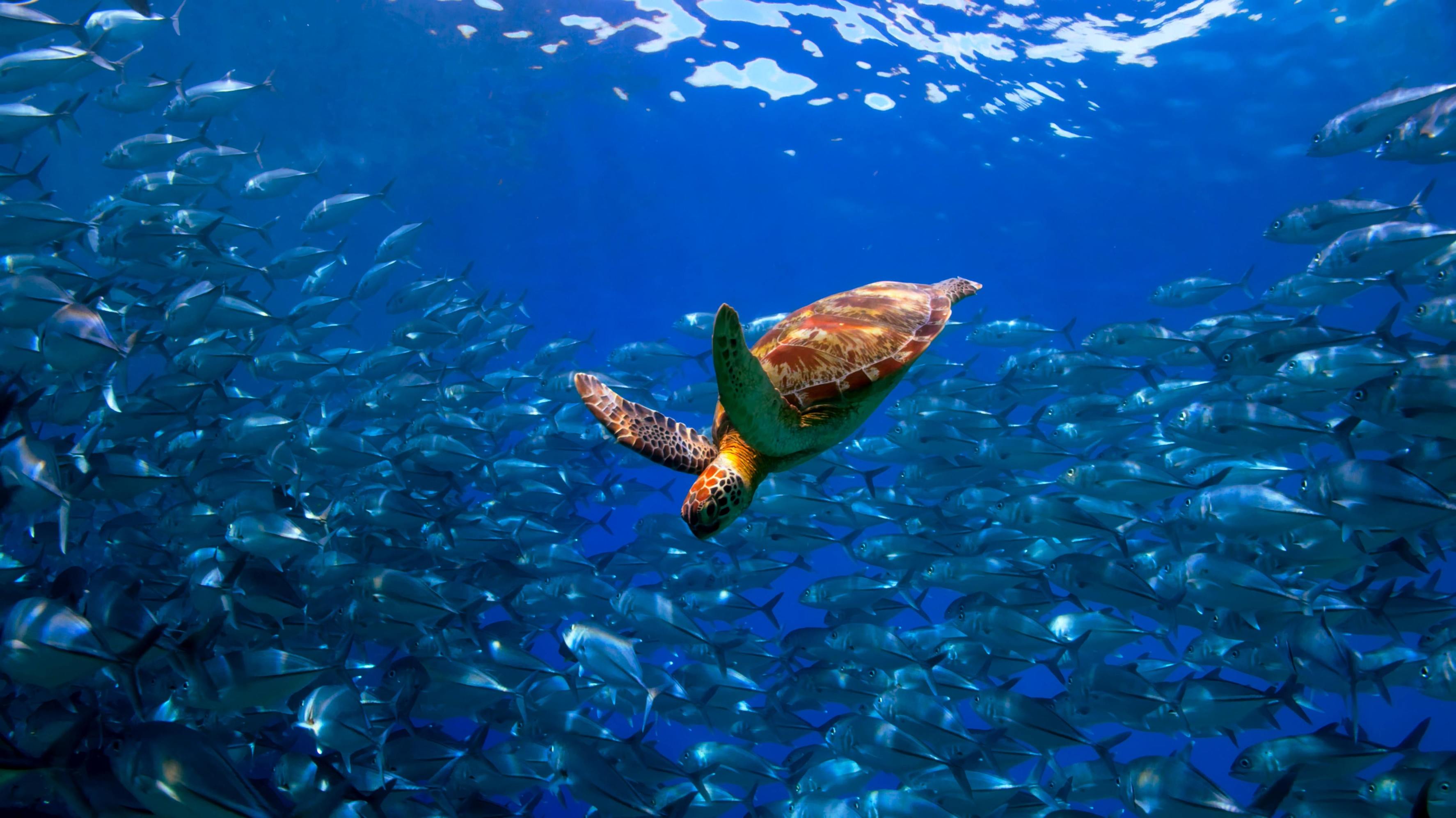 How You Can Protect the Ocean and Help Save Marine Life from Home - ViaVii